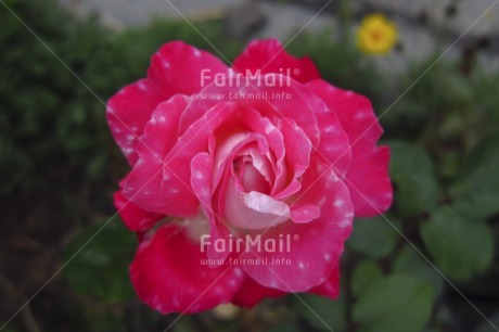 Fair Trade Photo Colour image, Flower, Focus on foreground, Horizontal, Love, Mothers day, Nature, Outdoor, Peru, Pink, South America, Valentines day