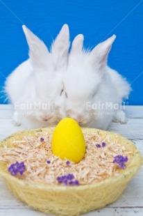Fair Trade Photo Adjective, Animal, Animals, Blue, Colour, Easter, Egg, Food and alimentation, Nest, Object, Rabbit, Vertical, Yellow