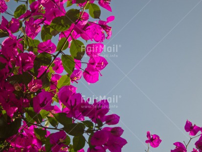 Fair Trade Photo Bougainville, Day, Flower, Horizontal, Outdoor, Peru, Pink, Sky, South America, Summer