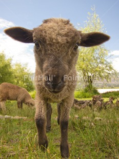 Fair Trade Photo Activity, Agriculture, Animals, Closeup, Cute, Day, Funny, Grass, Looking at camera, Outdoor, Rural, Sheep, Vertical