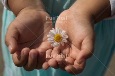 Fair Trade Photo Activity, Closeup, Colour image, Flower, Giving, Hand, Mothers day, One child, Peru, South America, Thank you