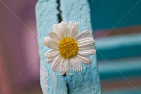 Fair Trade Photo Blue, Closeup, Colour image, Condolence-Sympathy, Flower, Mothers day, Peru, South America, White, Yellow