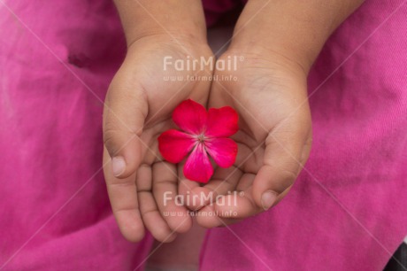 Fair Trade Photo Activity, Closeup, Colour image, Flower, Giving, Hand, Mothers day, One girl, People, Peru, Pink, South America, Thank you