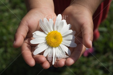 Fair Trade Photo Activity, Closeup, Colour image, Flower, Giving, Hand, Mothers day, One girl, People, Peru, South America, White, Yellow