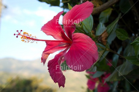 Fair Trade Photo Closeup, Colour image, Flower, Peru, Red, South America