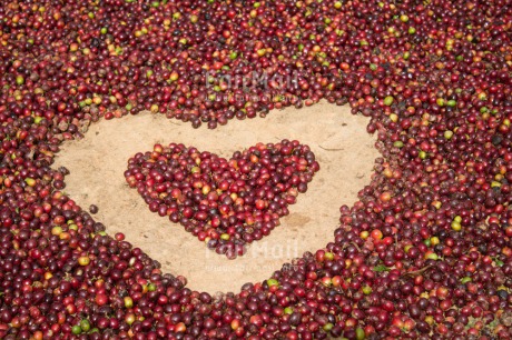 Fair Trade Photo Coffee, Colour image, Food and alimentation, Heart, Love, Peru, South America, Valentines day