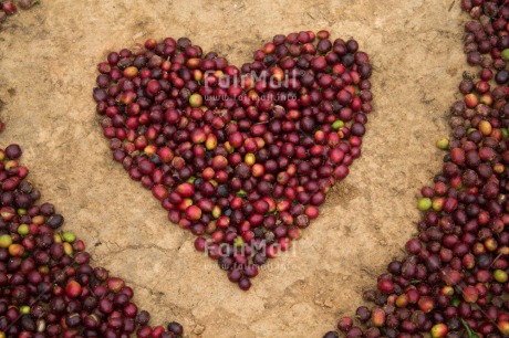 Fair Trade Photo Coffee, Colour image, Food and alimentation, Heart, Love, Peru, South America, Valentines day