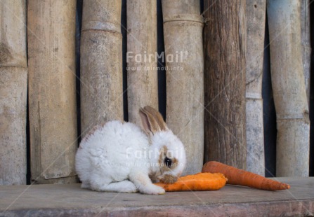 Fair Trade Photo Animals, Carrot, Colour image, Cute, Peru, Rabbit, South America