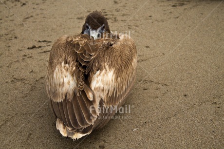 Fair Trade Photo Animals, Beach, Bird, Colour image, Pelican, Peru, South America