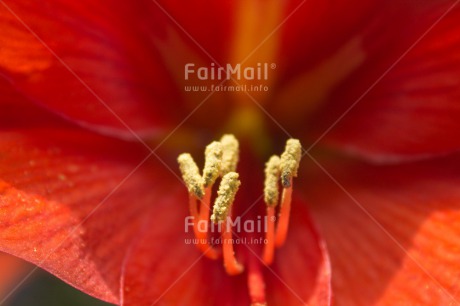 Fair Trade Photo Closeup, Flower, Horizontal, Peru, Red, South America