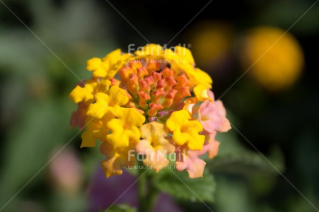 Fair Trade Photo Closeup, Colour image, Flower, Horizontal, Peru, South America, Yellow