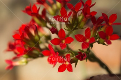 Fair Trade Photo Closeup, Colour image, Flower, Horizontal, Peru, Red, South America