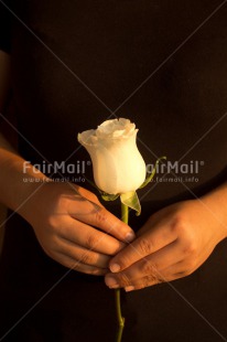 Fair Trade Photo Activity, Closeup, Colour image, Condolence-Sympathy, Giving, Hand, Peru, Rose, Shooting style, South America, Thinking of you, Vertical, White