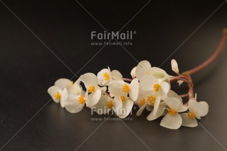 Fair Trade Photo Closeup, Colour image, Flower, Horizontal, Peru, Shooting style, South America, White, Wood, Yellow