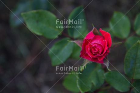 Fair Trade Photo Closeup, Colour image, Flower, Horizontal, Love, Peru, Red, Rose, Shooting style, South America
