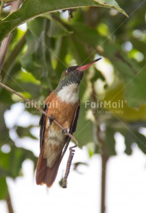 Fair Trade Photo Animals, Bird, Colour image, Peru, South America, Tree, Vertical