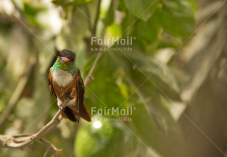 Fair Trade Photo Animals, Bird, Colour image, Horizontal, Peru, South America, Tree