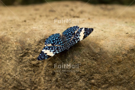 Fair Trade Photo Animals, Butterfly, Colour image, Environment, Horizontal, Insect, Nature, Peru, South America, Sustainability, Values