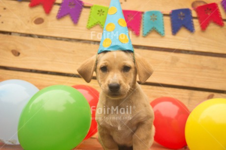 Fair Trade Photo Animals, Balloon, Birthday, Colour image, Cute, Dog, Flag, Hat, Horizontal, Peru, Puppy, South America