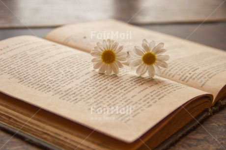 Fair Trade Photo Book, Colour image, Daisy, Education, Exams, Flower, Horizontal, Peru, South America, Thinking of you, Valentines day, Vintage