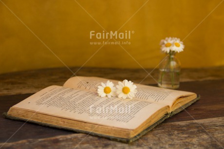 Fair Trade Photo Book, Colour image, Daisy, Education, Exams, Flower, Horizontal, Peru, South America, Thinking of you, Valentines day, Vintage