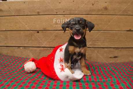 Fair Trade Photo Animals, Christmas, Colour image, Cute, Dog, Hat, Horizontal, Peru, Puppy, South America