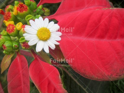 Fair Trade Photo Closeup, Colour image, Flower, Mothers day, Peru, Red, South America, White