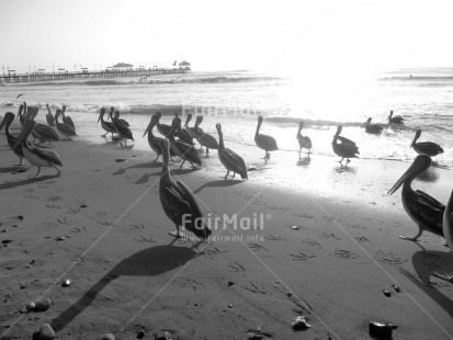 Fair Trade Photo Animals, Beach, Bird, Black and white, Day, Outdoor, Pelican, Peru, Sea, South America, Together