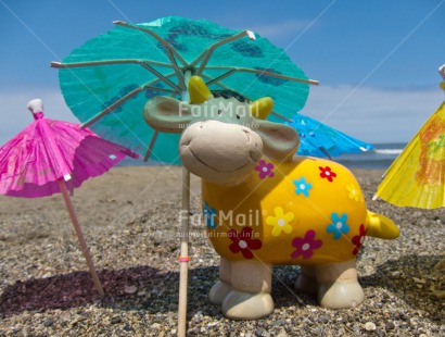 Fair Trade Photo Animals, Beach, Cow, Day, Flower, Funny, Horizontal, Outdoor, Peru, Smile, South America, Summer, Umbrella
