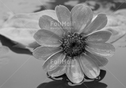 Fair Trade Photo Black and white, Closeup, Flower, Horizontal, Leaf, Peru, South America