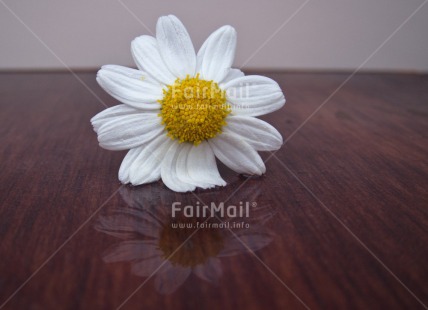 Fair Trade Photo Closeup, Flower, Horizontal, Peru, South America, White, Yellow