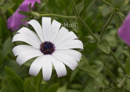 Fair Trade Photo Closeup, Colour image, Flower, Horizontal, Peru, South America, White