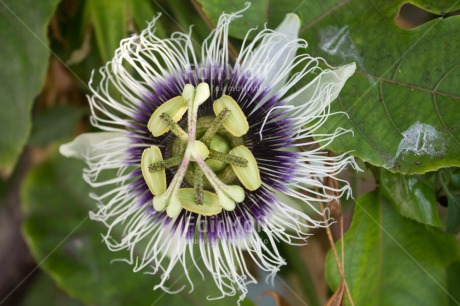 Fair Trade Photo Closeup, Colour image, Flower, Horizontal, Passion fruit, Peru, South America