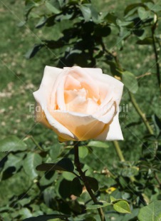 Fair Trade Photo Colour image, Condolence-Sympathy, Flower, Mothers day, Nature, Peru, Rose, South America, Vertical