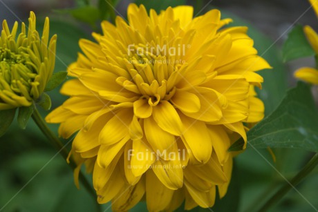 Fair Trade Photo Closeup, Colour image, Flower, Horizontal, Peru, Shooting style, South America, Yellow