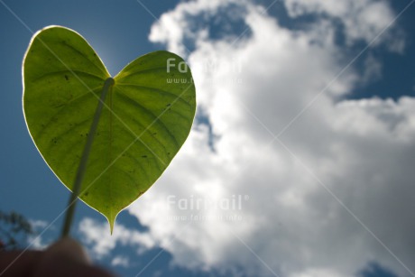 Fair Trade Photo Colour image, Heart, Horizontal, Leaf, Love, Nature, Peru, Scenic, South America, Summer