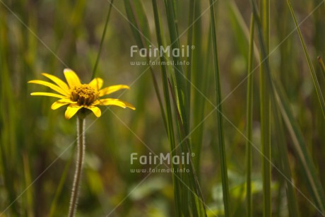 Fair Trade Photo Colour image, Flower, Horizontal, Peru, South America, Yellow