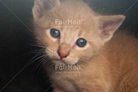 Fair Trade Photo Animals, Cat, Colour image, Cute, Horizontal, Kitten