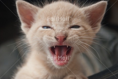 Fair Trade Photo Animals, Cat, Colour image, Cute, Horizontal, Kitten