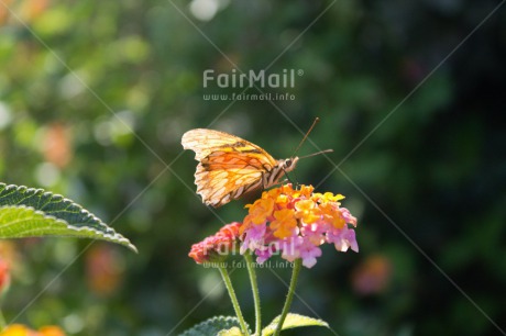 Fair Trade Photo Butterfly, Colour image, Flower, Horizontal, Nature