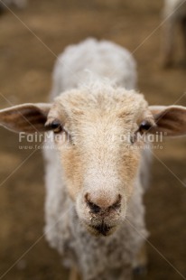 Fair Trade Photo Agriculture, Animals, Peru, Sheep, South America, Vertical