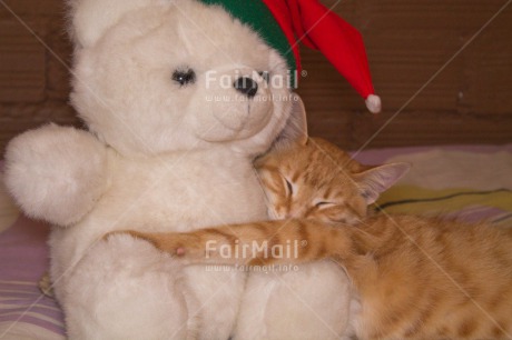 Fair Trade Photo Animals, Cat, Christmas, Colour image, Horizontal, Peru, South America, Teddybear