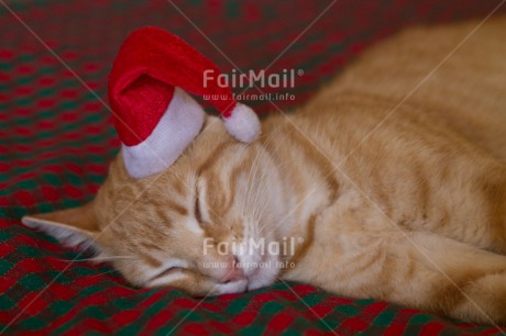 Fair Trade Photo Animals, Cat, Christmas, Colour image, Horizontal, Peru, South America