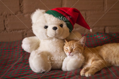 Fair Trade Photo Animals, Cat, Christmas, Colour image, Horizontal, Peru, South America, Teddybear