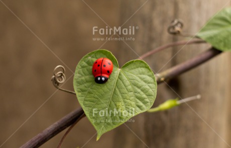 Fair Trade Photo Colour image, Good luck, Green, Horizontal, Ladybug, Leaf, Peru, Red, South America