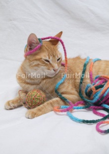 Fair Trade Photo Activity, Animals, Cat, Colour image, Peru, Playing, South America, Vertical, Wool