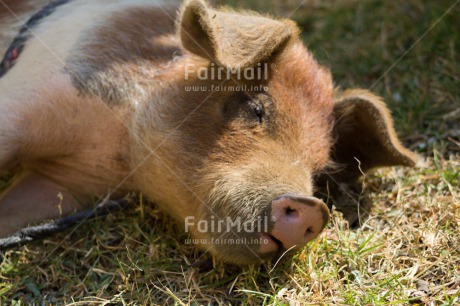 Fair Trade Photo Activity, Agriculture, Animals, Colour image, Cute, Horizontal, Peru, Pig, Relaxing, South America