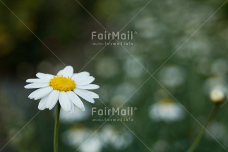 Fair Trade Photo Closeup, Colour image, Daisy, Flower, Horizontal, Peru, Shooting style, South America