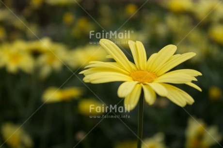 Fair Trade Photo Colour image, Fathers day, Flower, Flowers, Grass, Horizontal, Mothers day, Nature, Outdoor, Peru, South America, Valentines day, Yellow