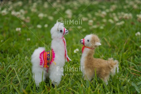 Fair Trade Photo Animals, Colour image, Flowers, Friendship, Grass, Green, Horizontal, Llama, Mothers day, Nature, Outdoor, Peru, South America, Two, Urban, White